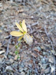 Echeandia grandiflora