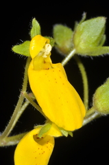 Calceolaria crenatiflora