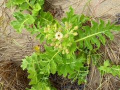Sonchus grandifolius