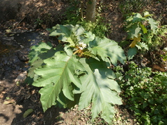 Solanum chrysotrichum image