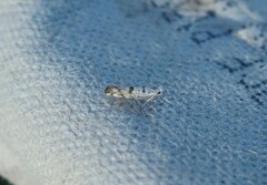 Argyresthia thuiella