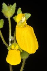 Calceolaria crenatiflora