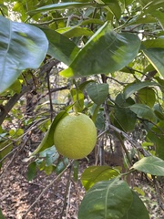 Citrus paridisi