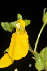 Calceolaria crenatiflora