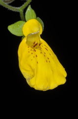 Calceolaria crenatiflora