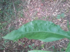 Baccharis phyteumoides