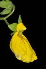 Calceolaria crenatiflora