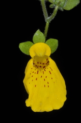 Calceolaria crenatiflora