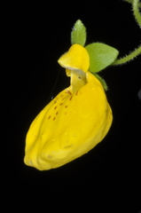 Calceolaria crenatiflora