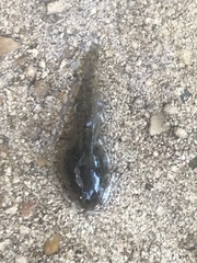 Lithobates berlandieri