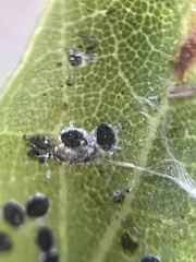 Tetraleurodes perileuca