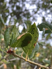 Tetraleurodes perileuca