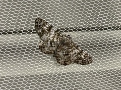 Thallogama corticola