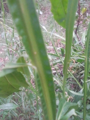 Baccharis phyteumoides