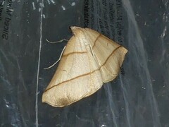 Systatica xanthastis