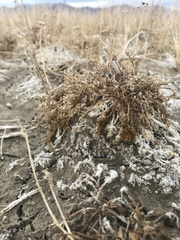 Artemisia potentilloides