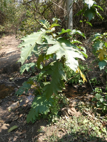 Solanum chrysotrichum image