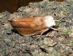 Cryptophasa rubescens