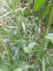 Baccharis phyteumoides