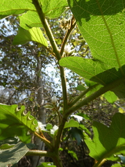 Solanum chrysotrichum image