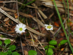 Lagenophora strangulata