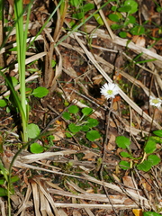 Lagenophora strangulata