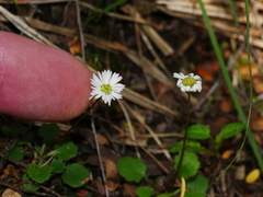 Lagenophora strangulata