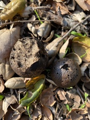 Amphibolips quercuspomiformis