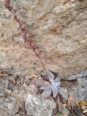 Thompsonella platyphylla