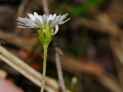Lagenophora strangulata