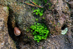 Fissidens taxifolius