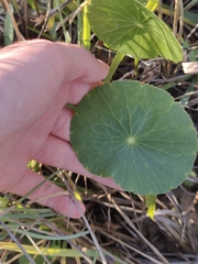 Hydrocotyle bonariensis