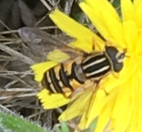 Sun Fly photo 3