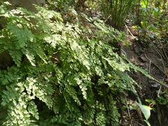 Adiantum capillus-veneris