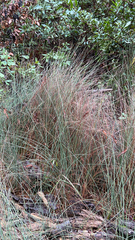 Juncus patens