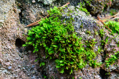 Fissidens taxifolius