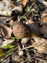 Amphibolips quercuspomiformis