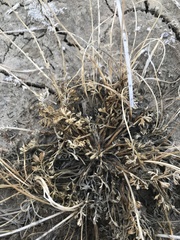 Artemisia potentilloides