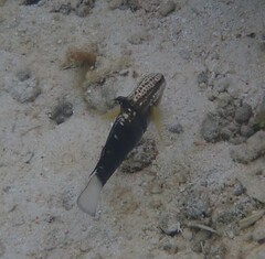 Amblygobius phalaena