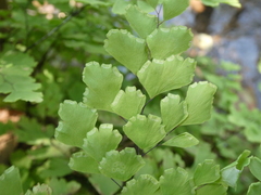 Adiantum capillus-veneris