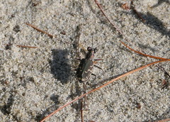 Cicindela repanda repanda