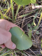 Hydrocotyle bonariensis