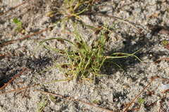 Cyperus subsquarrosus