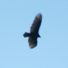 Cathartes aura septentrionalis