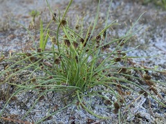 Cyperus subsquarrosus