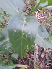 Gymnocoronis spilanthoides