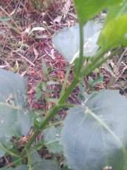 Gymnocoronis spilanthoides