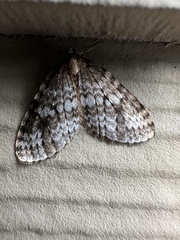 Operophtera occidentalis