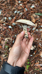 Pseudochitonia