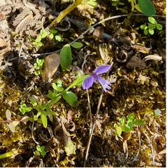 Polygala serpyllifolia